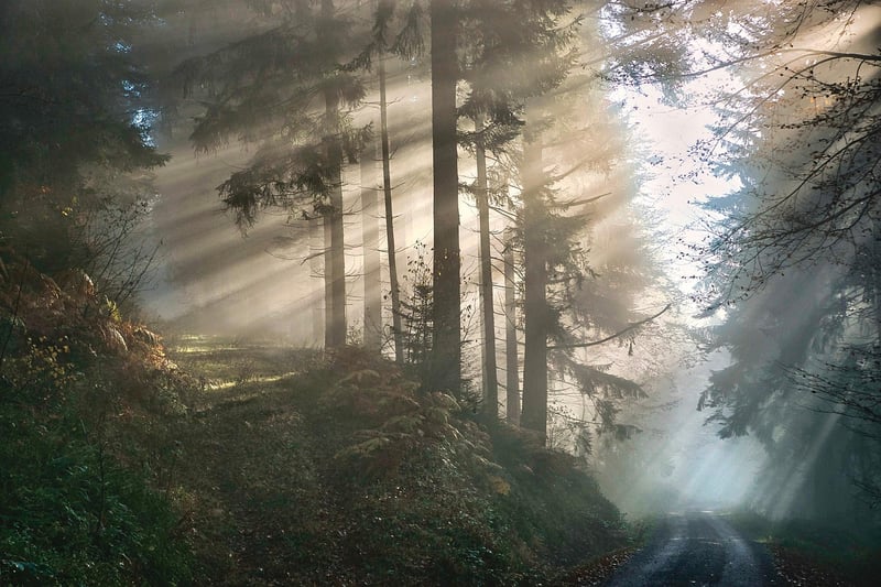 Mystical forests